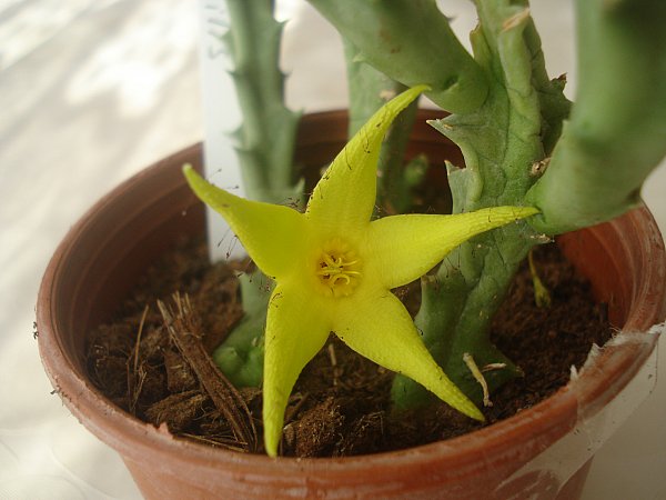 Name:  DSC08252.jpg
Views: 1448
Size:  45.8 KB
