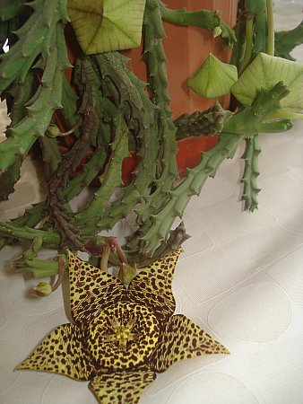 Name:  DSC08277.jpg
Views: 1458
Size:  43.2 KB