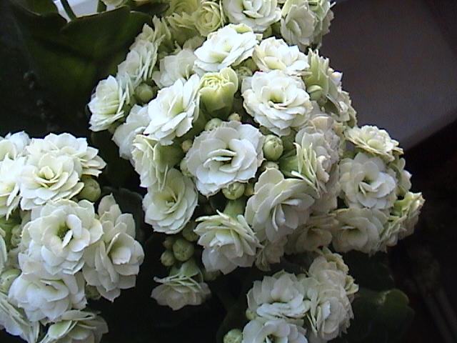 Name:  DSC00330.JPG
Views: 874
Size:  61.6 KB