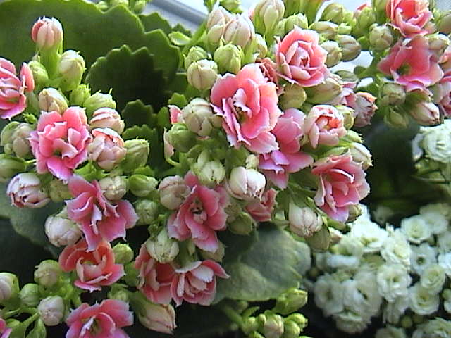 Name:  DSC00331.JPG
Views: 885
Size:  63.4 KB