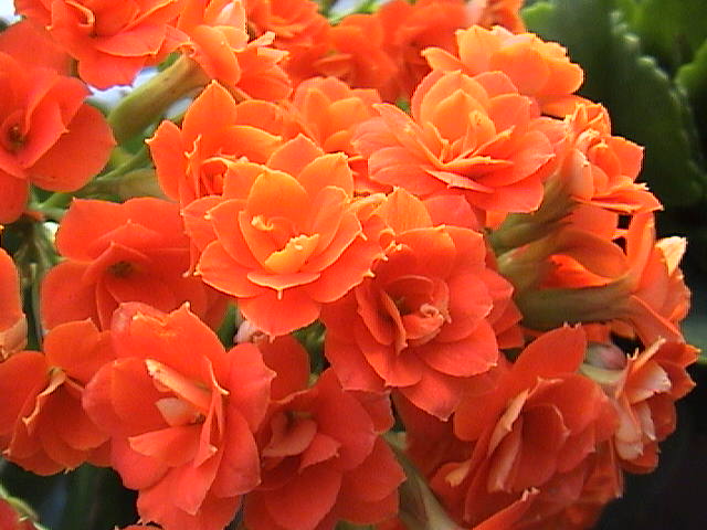 Name:  DSC00333.JPG
Views: 902
Size:  60.2 KB