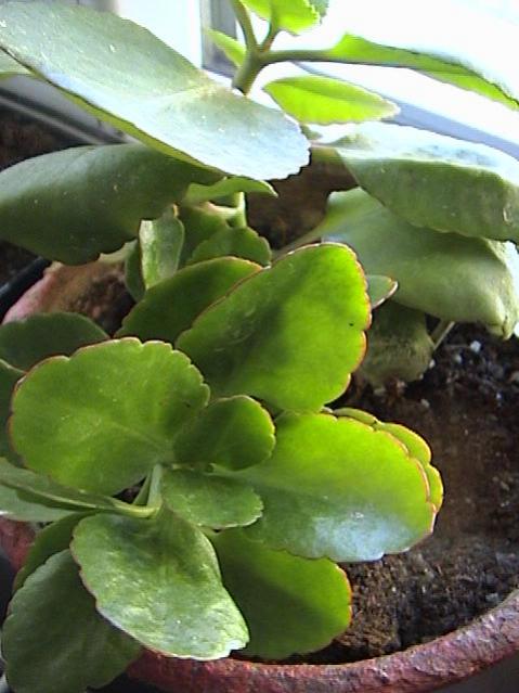 Name:  DSC00334.jpg
Views: 954
Size:  45.4 KB