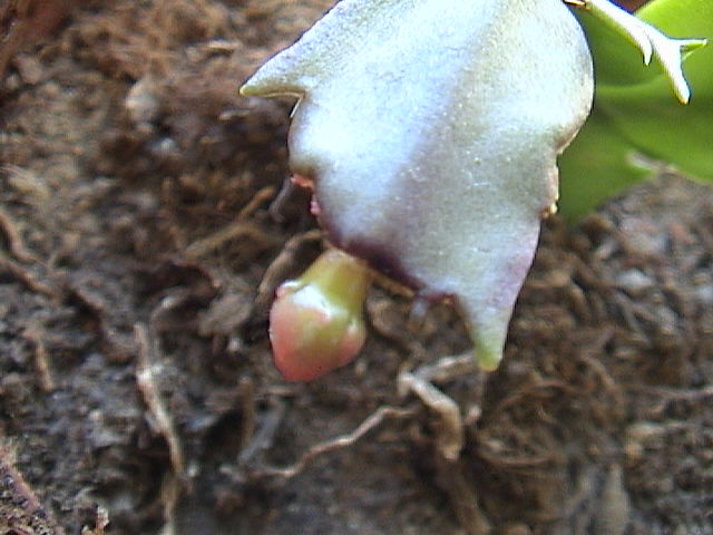 Name:  DSC00335.JPG
Views: 1326
Size:  60.1 KB