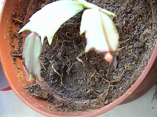 Name:  DSC00336.JPG
Views: 856
Size:  61.9 KB