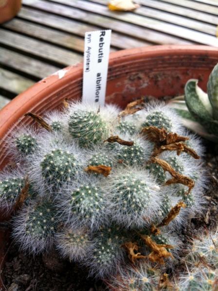 Name:  Rebutia albiflora.jpg
Views: 2072
Size:  57.7 KB