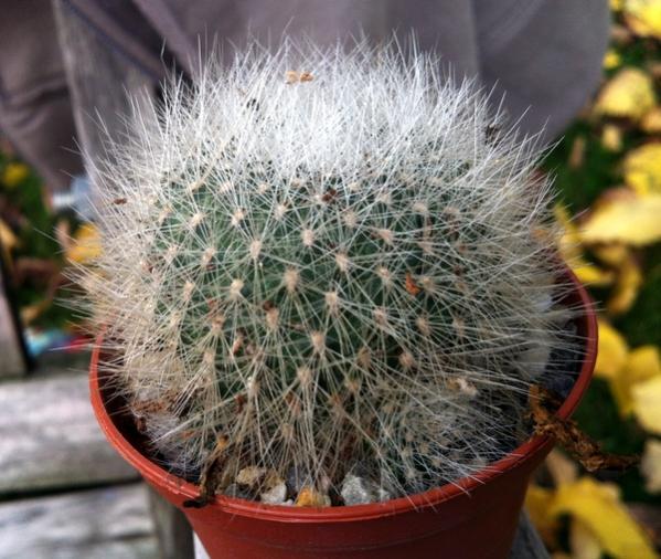 Name:  Rebutia senilis.jpg
Views: 2198
Size:  59.8 KB