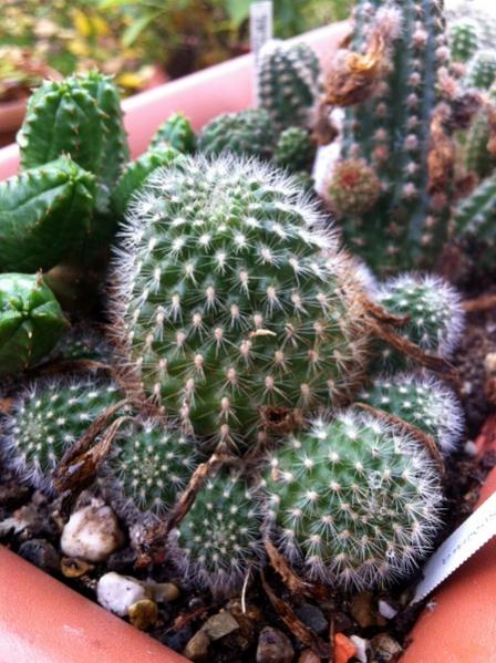Name:  Rebutia spinosissima.jpg
Views: 2132
Size:  59.4 KB