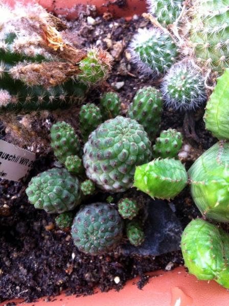 Name:  Sulcorebutia rauschii.jpg
Views: 2174
Size:  60.3 KB