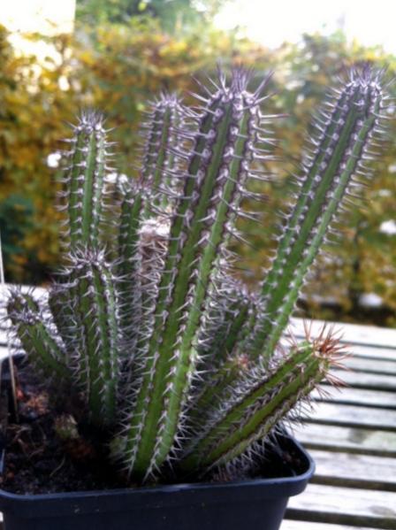 Name:  Euphorbia baloensis.jpg
Views: 2223
Size:  47.3 KB