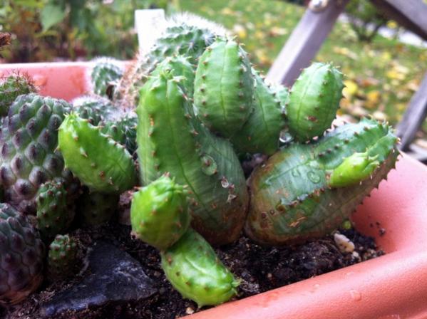 Name:  Euphorbia globoasa x E.obesa.jpg
Views: 2720
Size:  46.7 KB