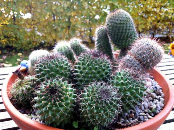 Name:  mammillaria.jpg
Views: 2482
Size:  64.5 KB