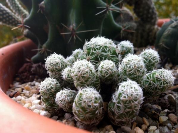 Name:  Mammillaria elongata.jpg
Views: 2148
Size:  42.6 KB