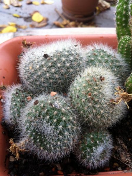 Name:  Parodia haselbergii.jpg
Views: 2029
Size:  54.3 KB