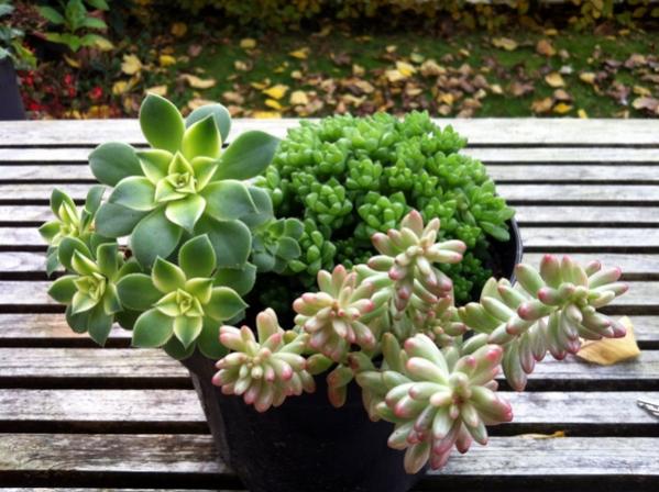 Name:  Aeonium decorum var.- Sedum rubrotinctum 'Aurora'-Haworthia cymbiformis.jpg
Views: 2568
Size:  53.9 KB