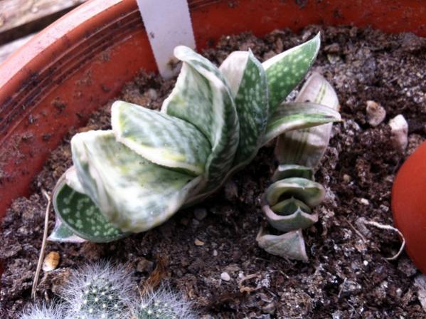 Name:  Gasteria carinata retusa variegata.jpg
Views: 2106
Size:  54.2 KB