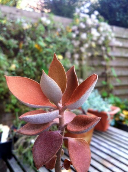 Name:  Kalanchoe orygalis.jpg
Views: 2188
Size:  41.5 KB