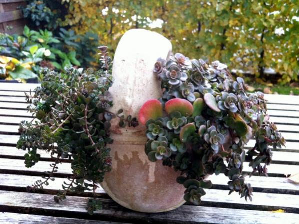 Name:  Sedum sepeti.jpg
Views: 2043
Size:  59.9 KB