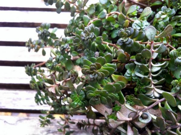 Name:  Sedum.jpg
Views: 1997
Size:  54.1 KB