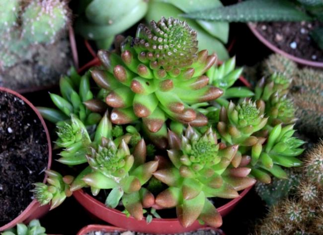 Name:  Orostachys japonica.jpg
Views: 2196
Size:  53.1 KB