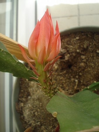 Name:  DSC08328.jpg
Views: 1623
Size:  28.1 KB