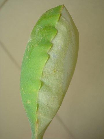 Name:  New_DSC08375.jpg
Views: 1433
Size:  34.8 KB