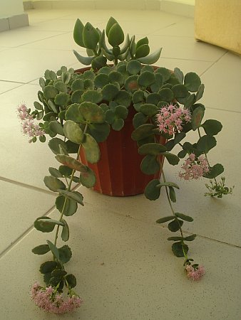 Name:  DSC08448.jpg
Views: 1587
Size:  34.9 KB