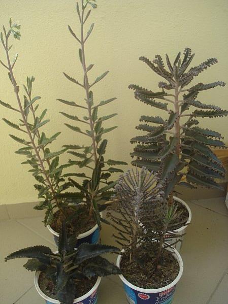 Name:  New_DSC08456.jpg
Views: 1534
Size:  46.3 KB