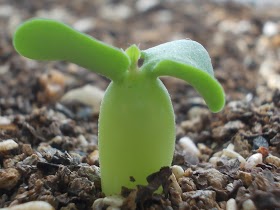 Name:  RSCN0051.jpg
Views: 791
Size:  16.7 KB