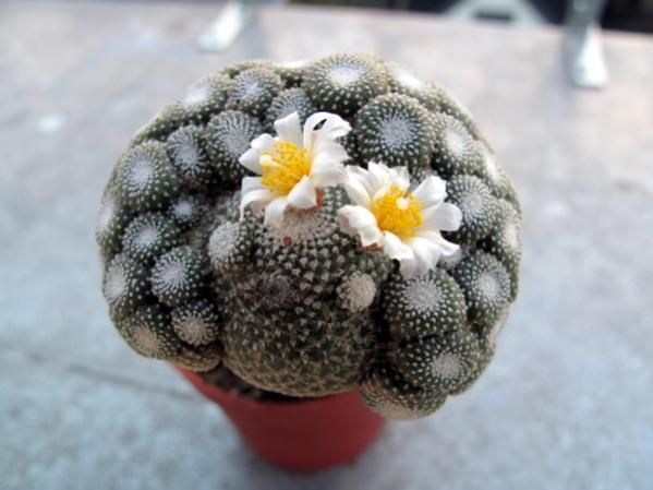 Name:  Blossfeldia liliputana - 11 Kasm 2012 (4).jpg
Views: 2333
Size:  34.4 KB