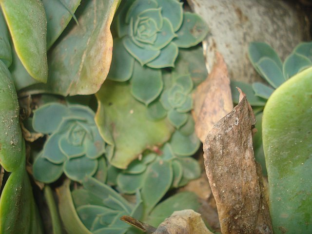 Name:  DSC08592.jpg
Views: 1249
Size:  58.0 KB