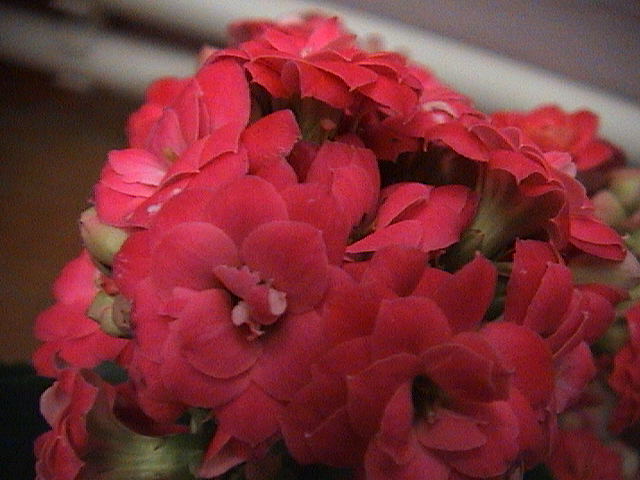 Name:  DSC00343.JPG
Views: 860
Size:  59.0 KB