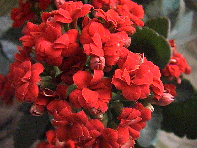 Name:  DSC00363.JPG
Views: 837
Size:  58.3 KB