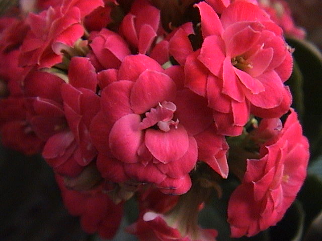 Name:  DSC00365.JPG
Views: 822
Size:  60.5 KB