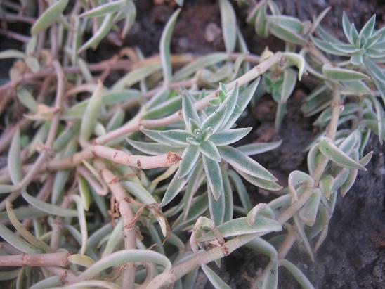 Name:  sedum.JPG
Views: 1674
Size:  54.1 KB