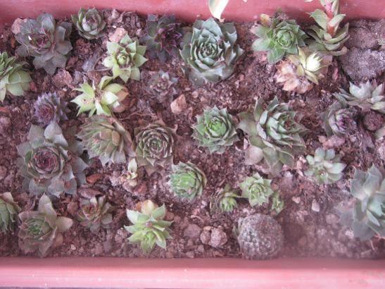 Name:  sempervivumlar.jpg
Views: 1471
Size:  53.3 KB