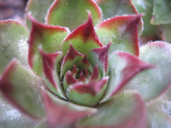 Name:  sempervivum.JPG
Views: 1516
Size:  44.3 KB