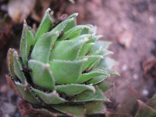 Name:  sempervivum1.JPG
Views: 1499
Size:  43.0 KB