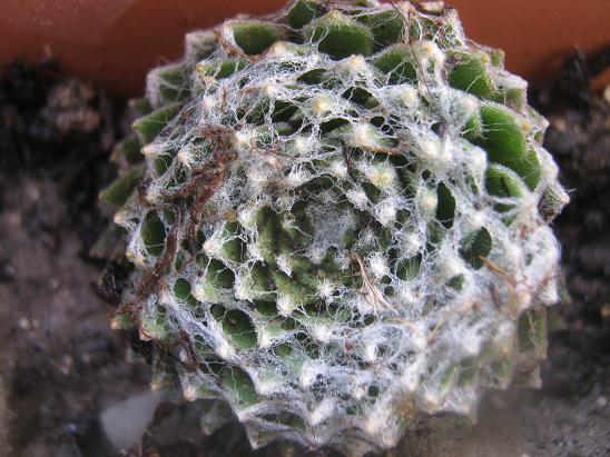 Name:  sempervivum2.JPG
Views: 1496
Size:  64.8 KB