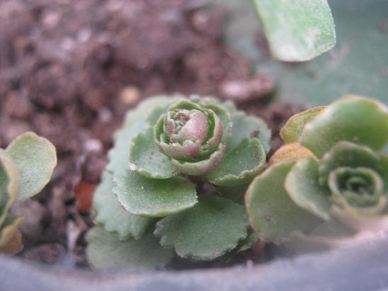 Name:  sedum spurium.JPG
Views: 1615
Size:  38.8 KB