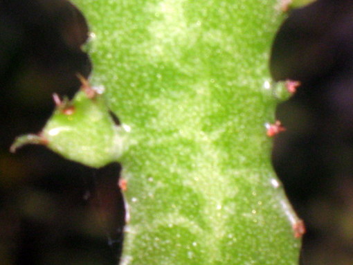 Name:  IMG_8437-002.JPG
Views: 2818
Size:  49.6 KB