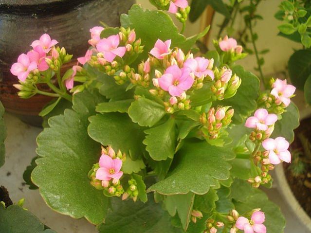 Name:  DSC09093.jpg
Views: 1382
Size:  50.6 KB