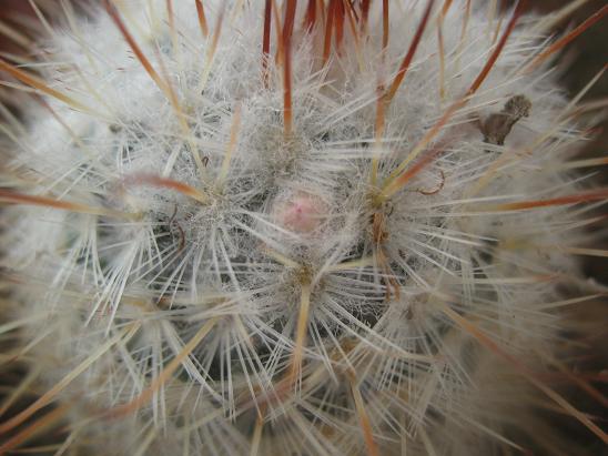 Name:  mammillaria b..JPG
Views: 1378
Size:  52.1 KB