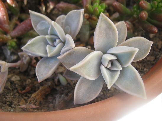Name:  graptopetalum.JPG
Views: 1417
Size:  45.1 KB
