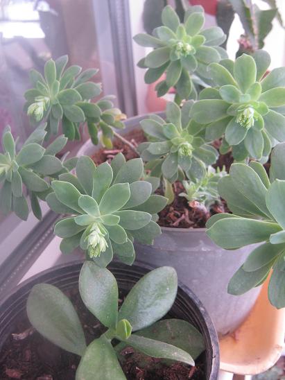 Name:  sedum palmeri.JPG
Views: 1494
Size:  44.7 KB