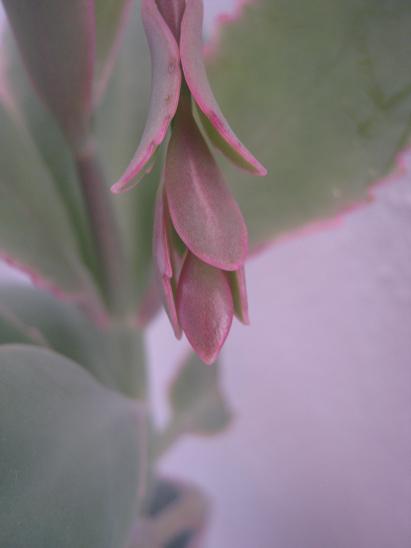 Name:  kalanchoe f..JPG
Views: 1384
Size:  19.0 KB