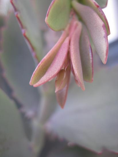 Name:  kalanchoe f.1.JPG
Views: 1319
Size:  22.5 KB