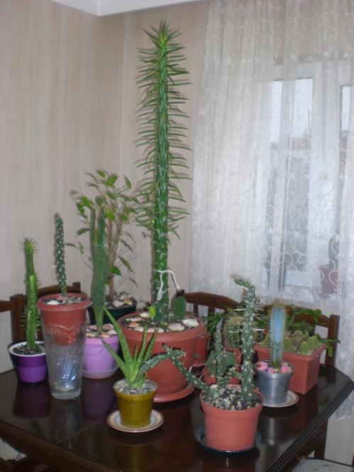 Name:  CIMG6926.jpg
Views: 540
Size:  39.6 KB
