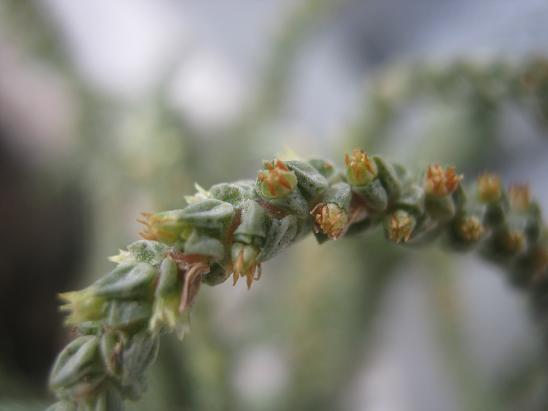 Name:  crassula l..JPG
Views: 1132
Size:  31.9 KB