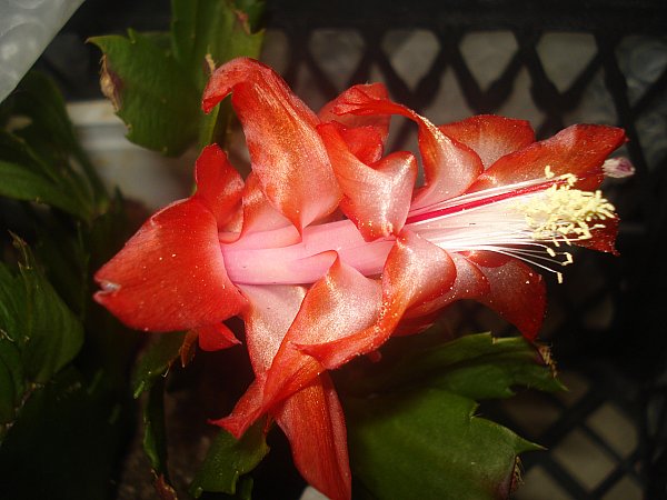 Name:  DSC09172.jpg
Views: 1618
Size:  52.4 KB
