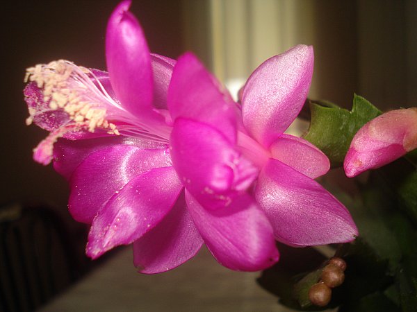 Name:  DSC09202.jpg
Views: 1688
Size:  45.6 KB